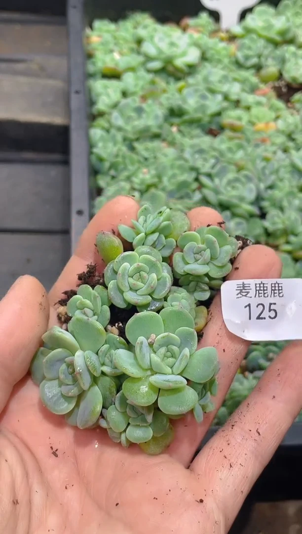 125胭脂甜心      量拍保10头