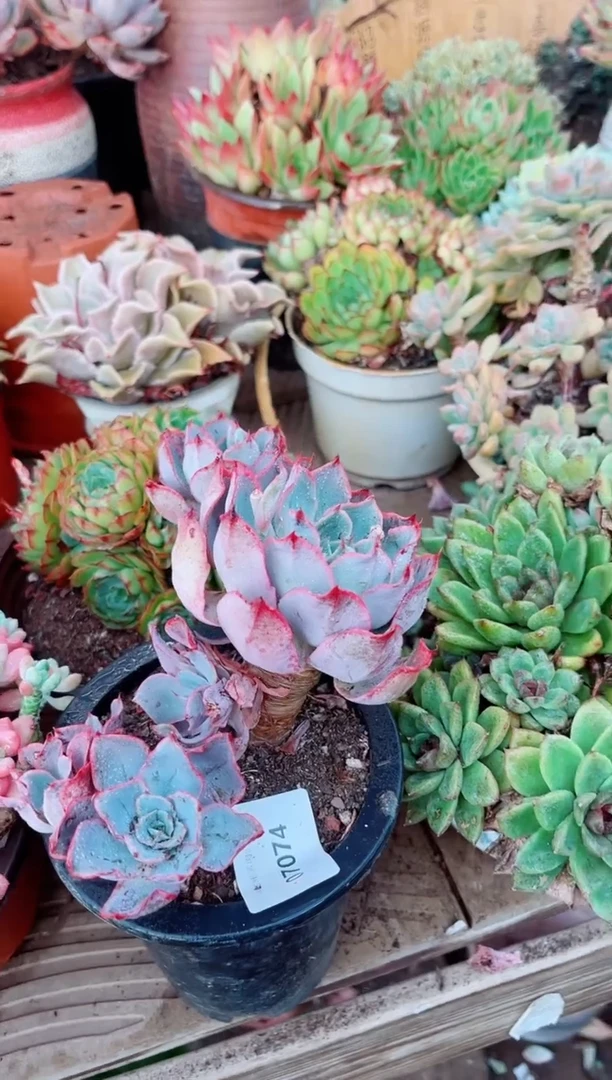 07074多肉植物一物一拍
