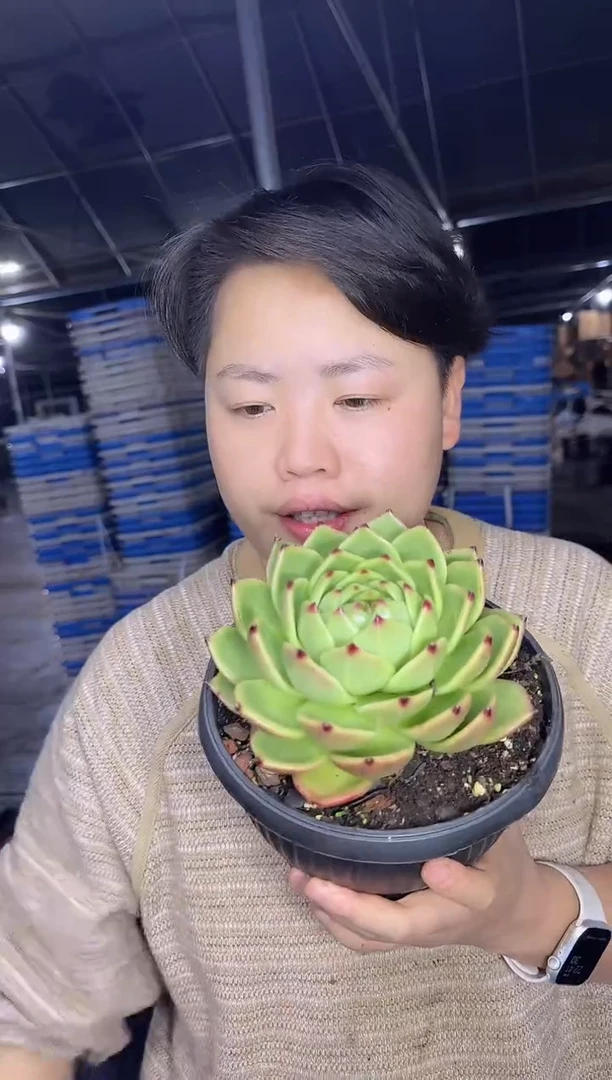 蓝龙挑大的12CM左右9.99