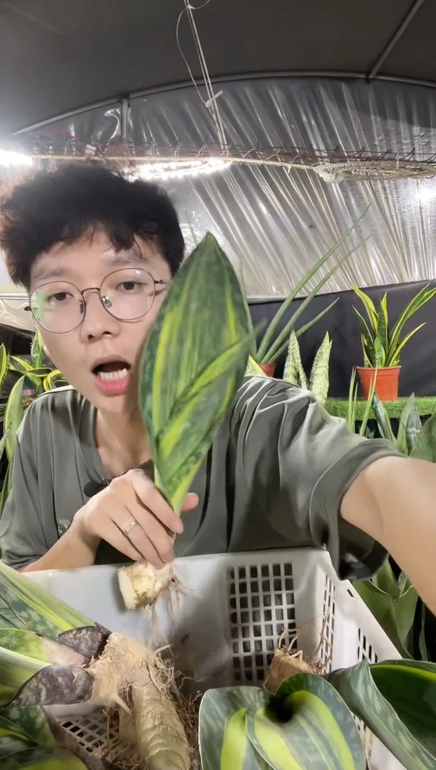 单叶带心黄金宝镜裸根13.8