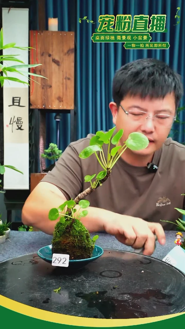 无花朵麻*辫苔藓微景观292号
