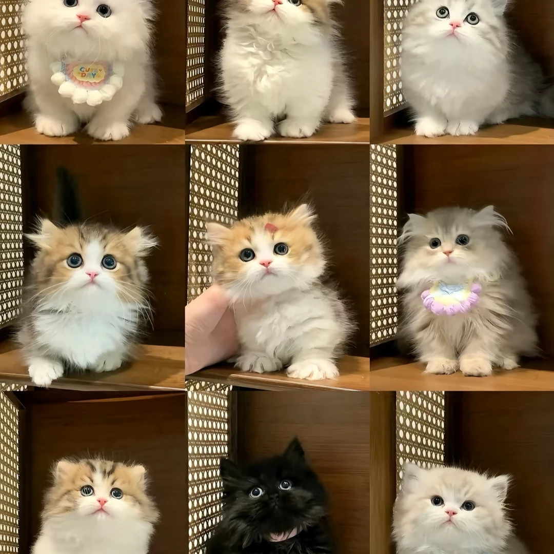 【 全品类猫猫】蓝金金渐层布偶矮脚缅因等《拍下联系客服挑选猫猫》