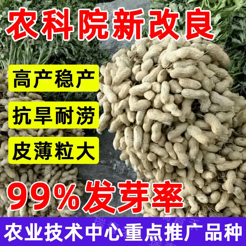 高产原种花生种子矮杆早熟带壳农科院薄皮大粒薄壳批发抗病新品种