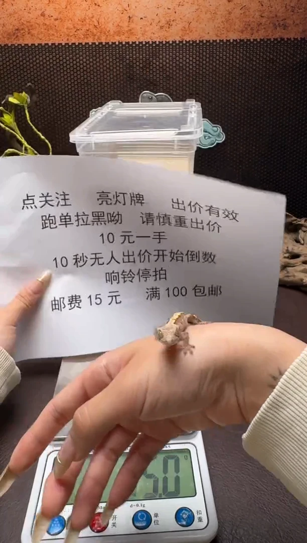 睫角守宫 鳞与尾 Scale Tail 爬宠J
