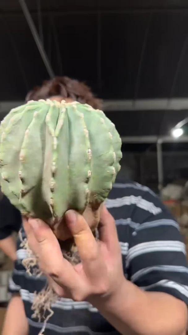 8-10cm 无刺王冠龙【带根】