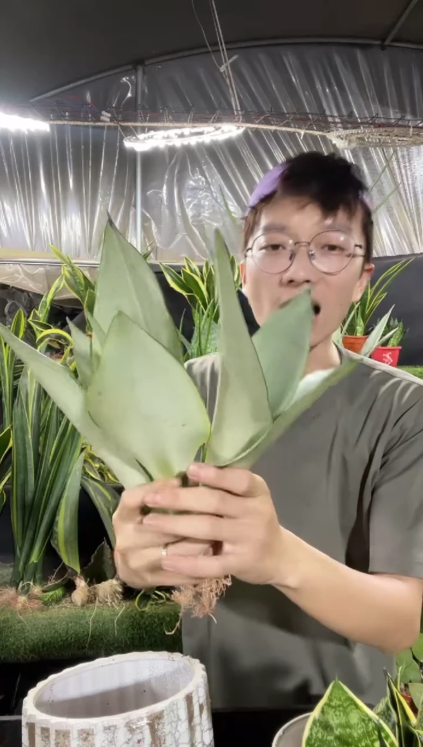 奶油白玉裸根4棵9.9