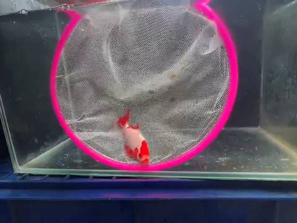 金鱼短尾草金专拍链接黄牌子29