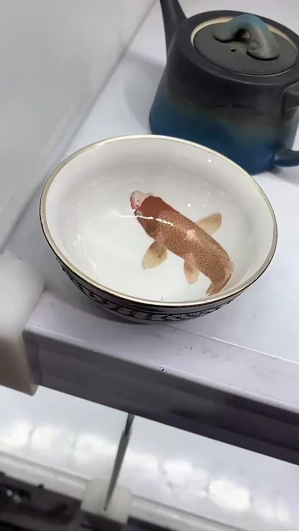 【闪购商品】瓷片陶瓷茶器孤品80