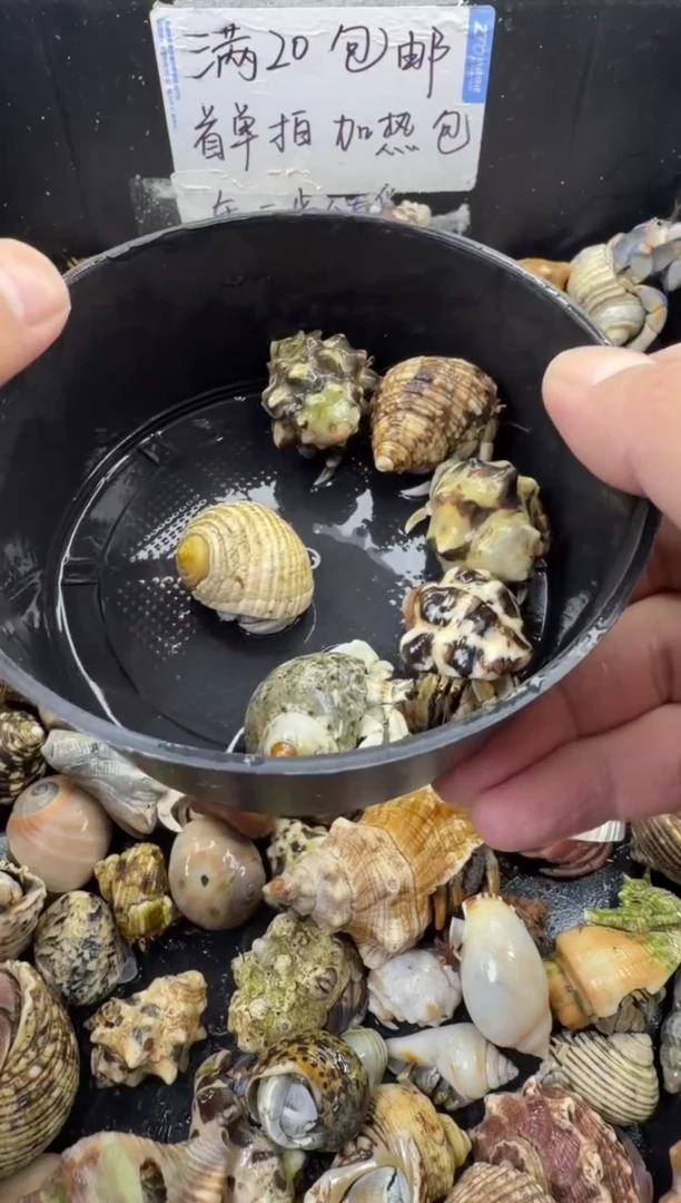 大豆丁六只包活三只，不包全品