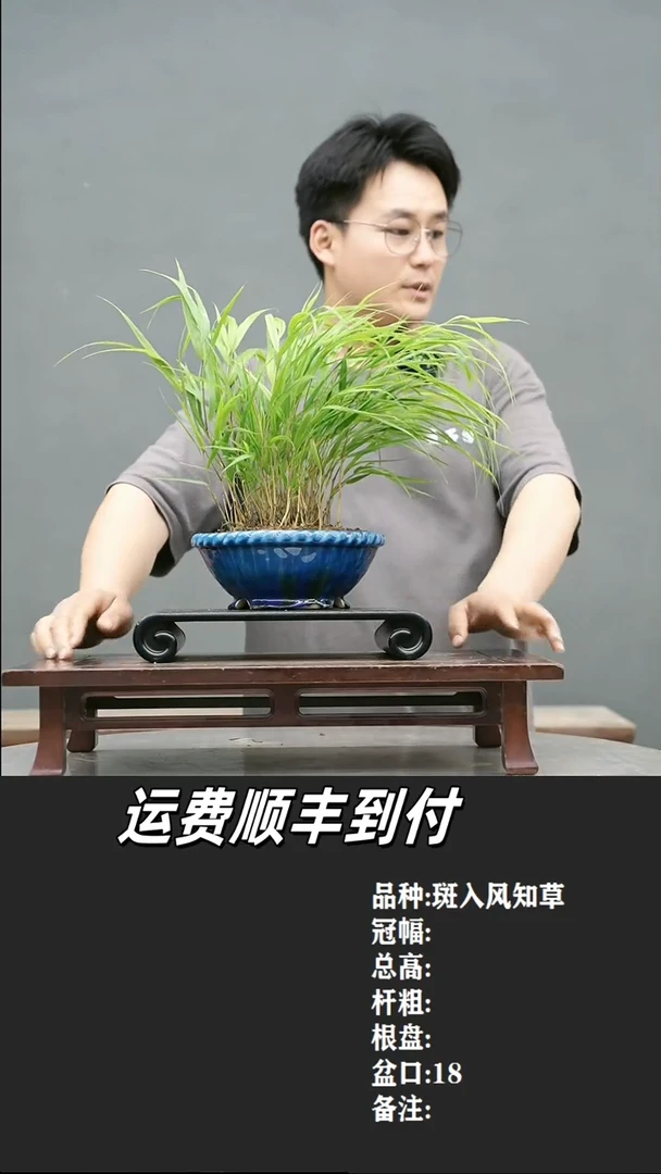 ?**夜3 风知草