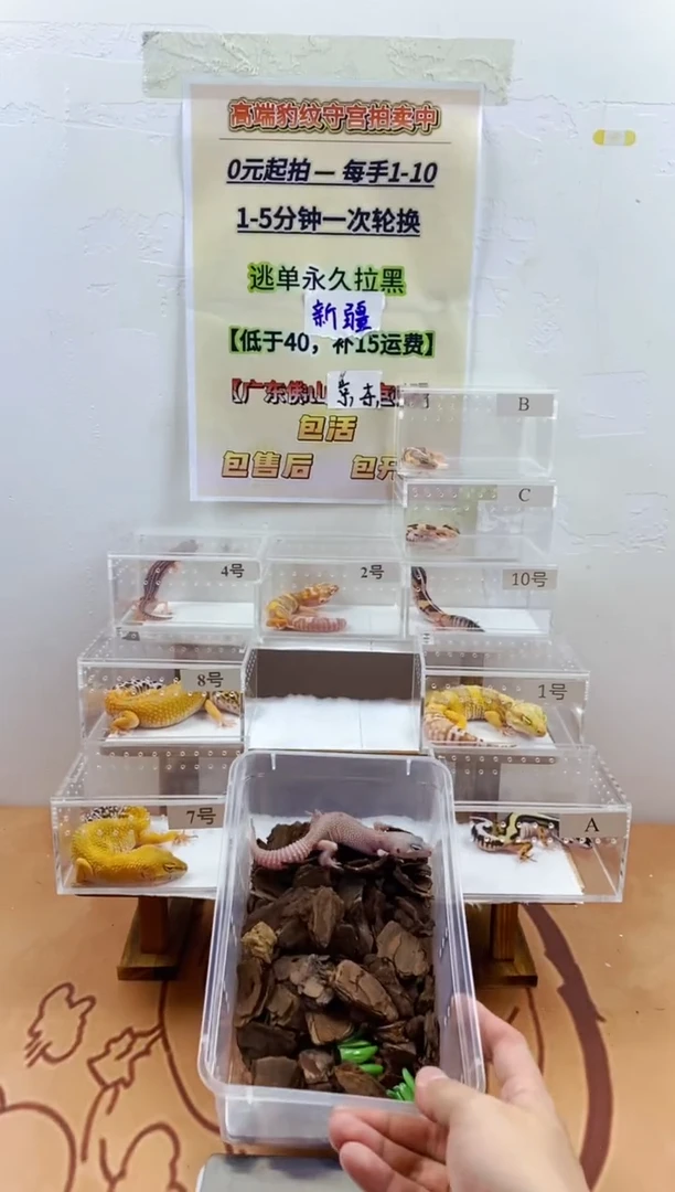 豹纹守宫豹纹守宫幼苗亚成体成体肥尾