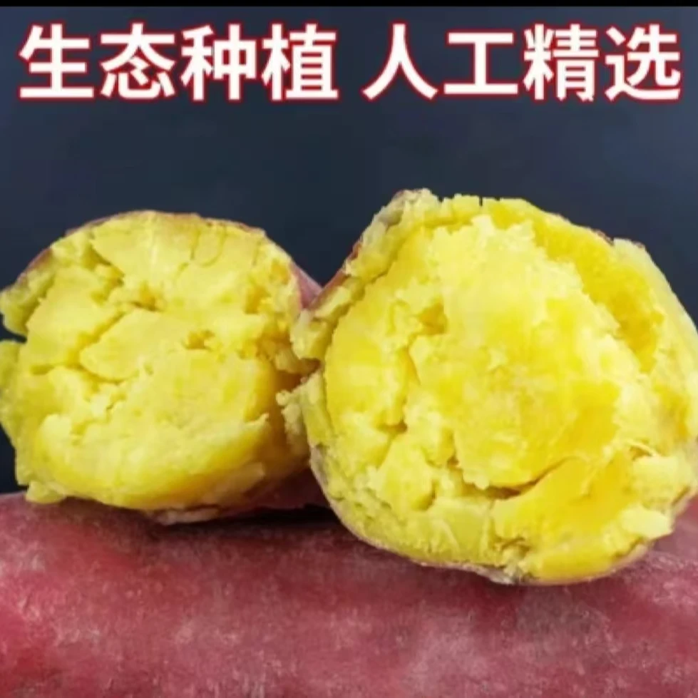 【买3斤送2斤到手5斤】新鲜现挖板栗红薯沙地红薯软糯香甜地瓜番薯