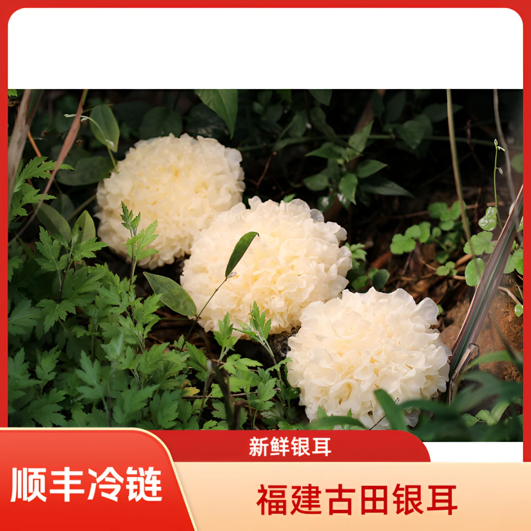 [福品福递]古田高山新鲜银耳6朵(700g)/箱顺丰冷链包邮