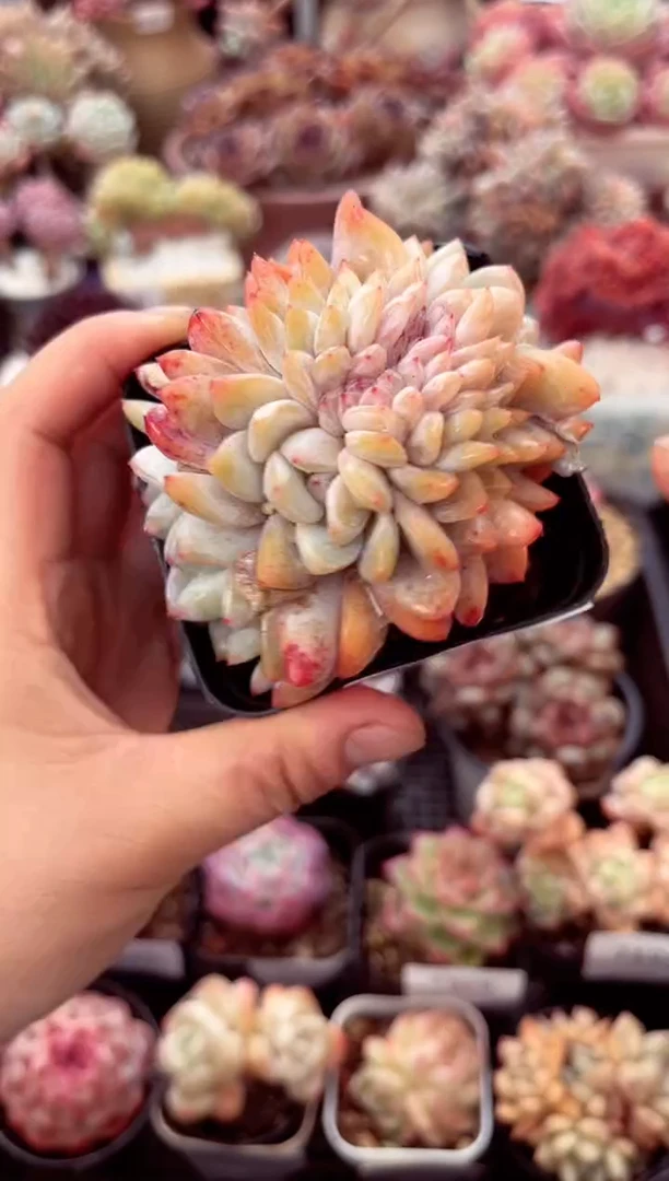 【闪购商品】7528橙子缀化多肉