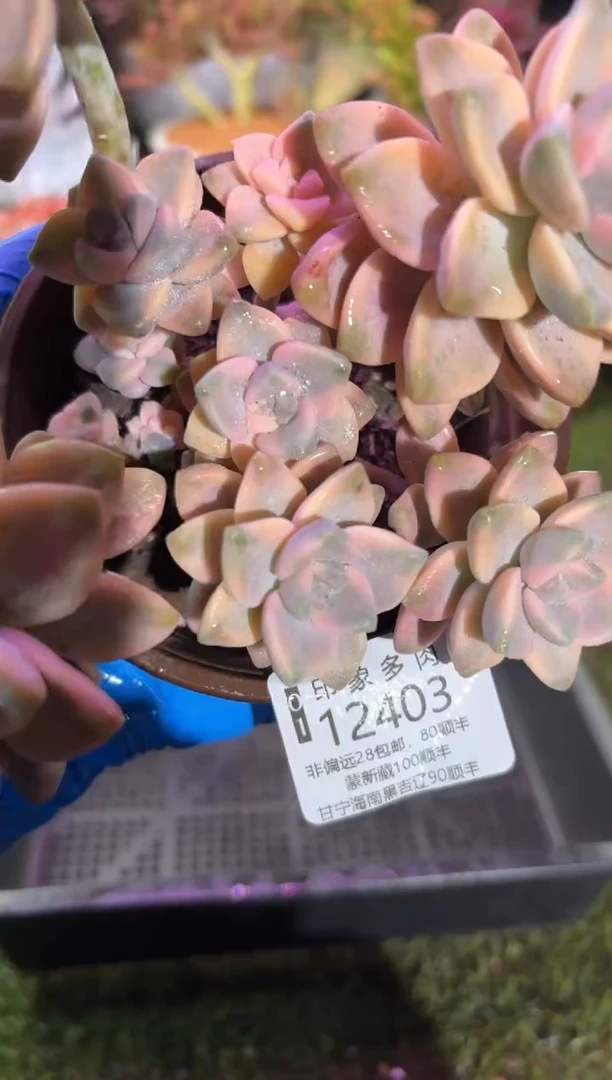 【闪购商品】12403