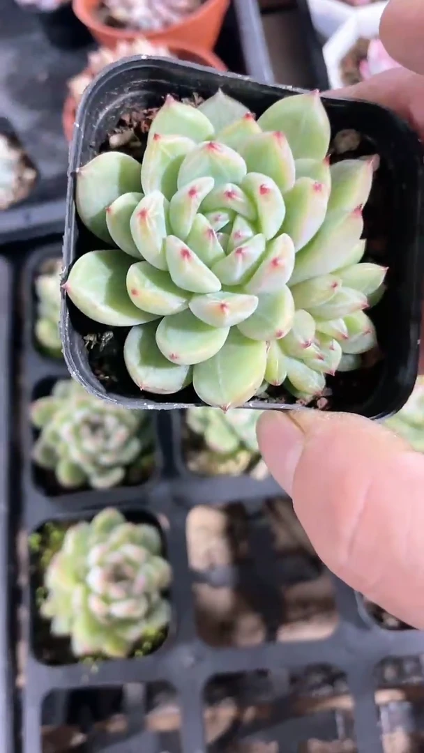 【闪购商品】65盆雪花珍妮单头多肉