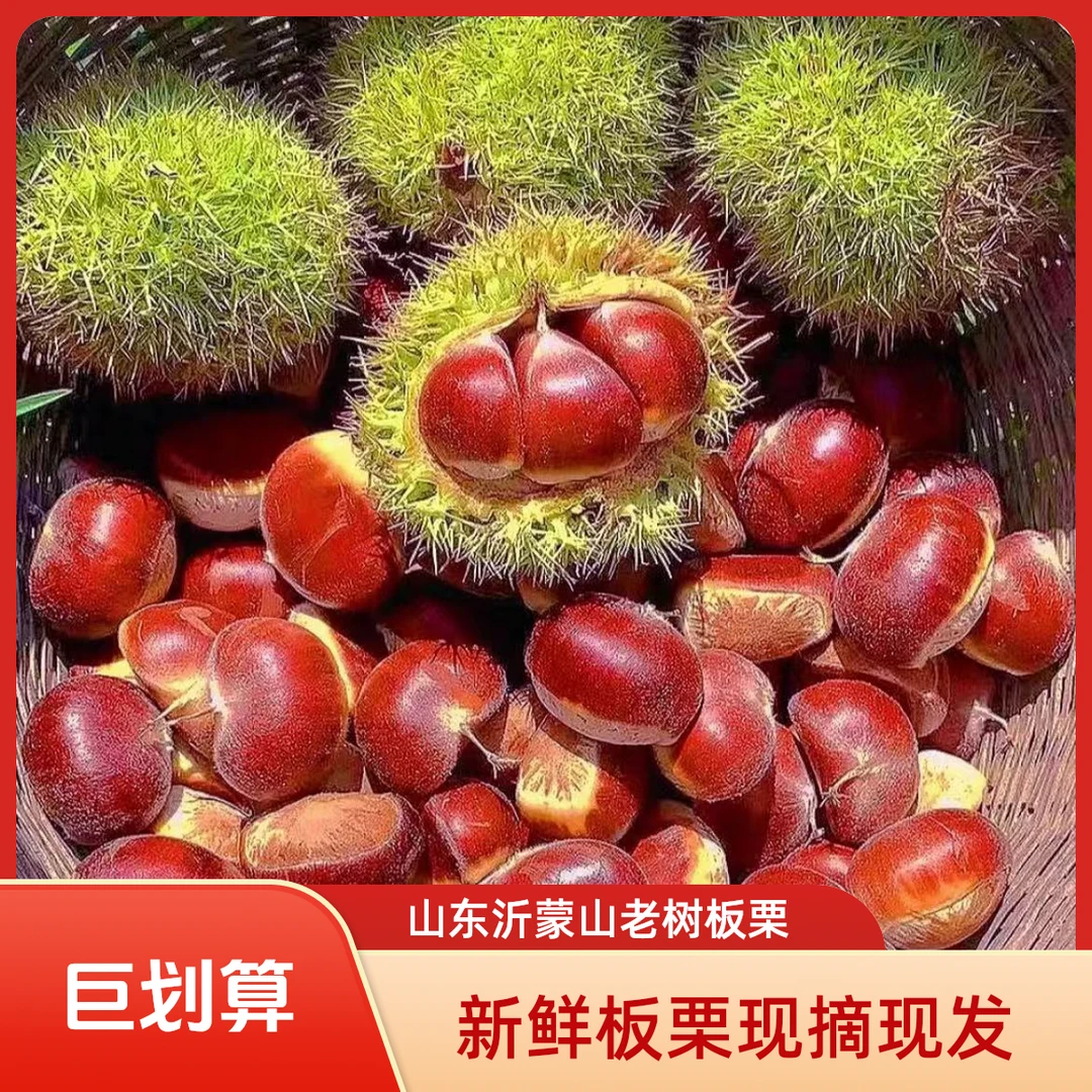 山东沂蒙山板栗 新鲜采摘 糖炒板栗 打板栗 烤板栗 板栗新鲜