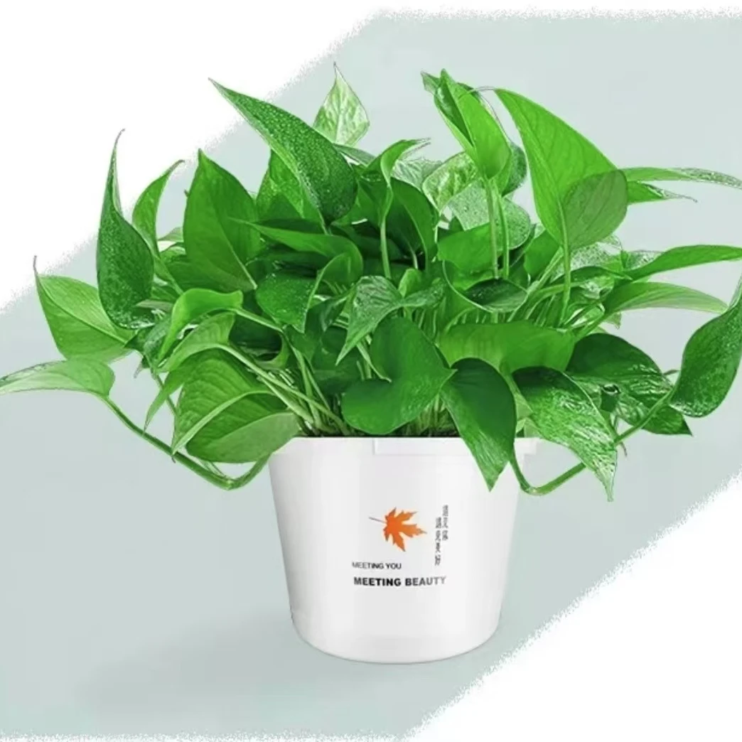 绿萝盆栽室内好养客厅吸花卉植物大叶长藤大盆绿箩批发除甲醛绿植