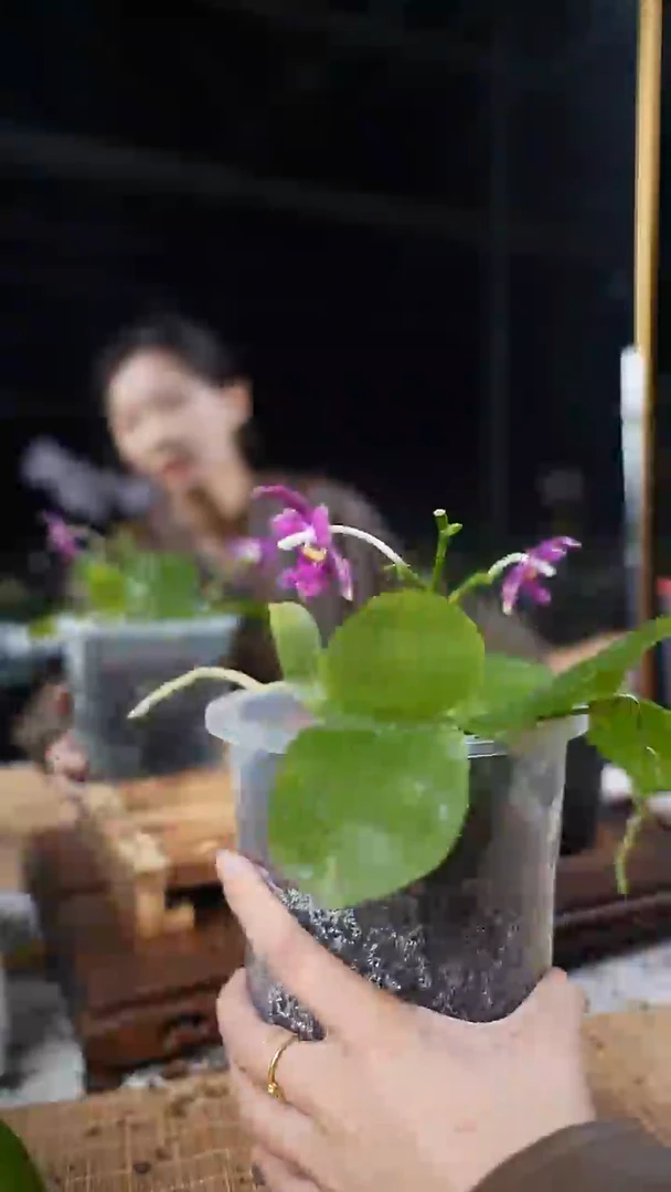 完全开放大盆种植金色光芒交蓝色珍妮佛 双花箭