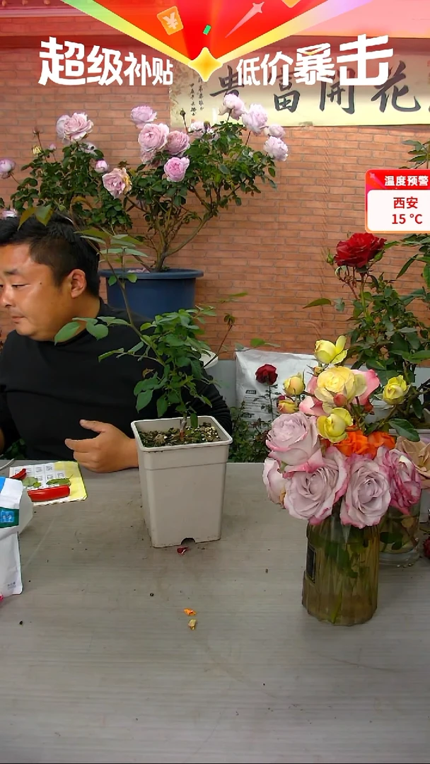当前无花朵，栽培后可花朵浮光