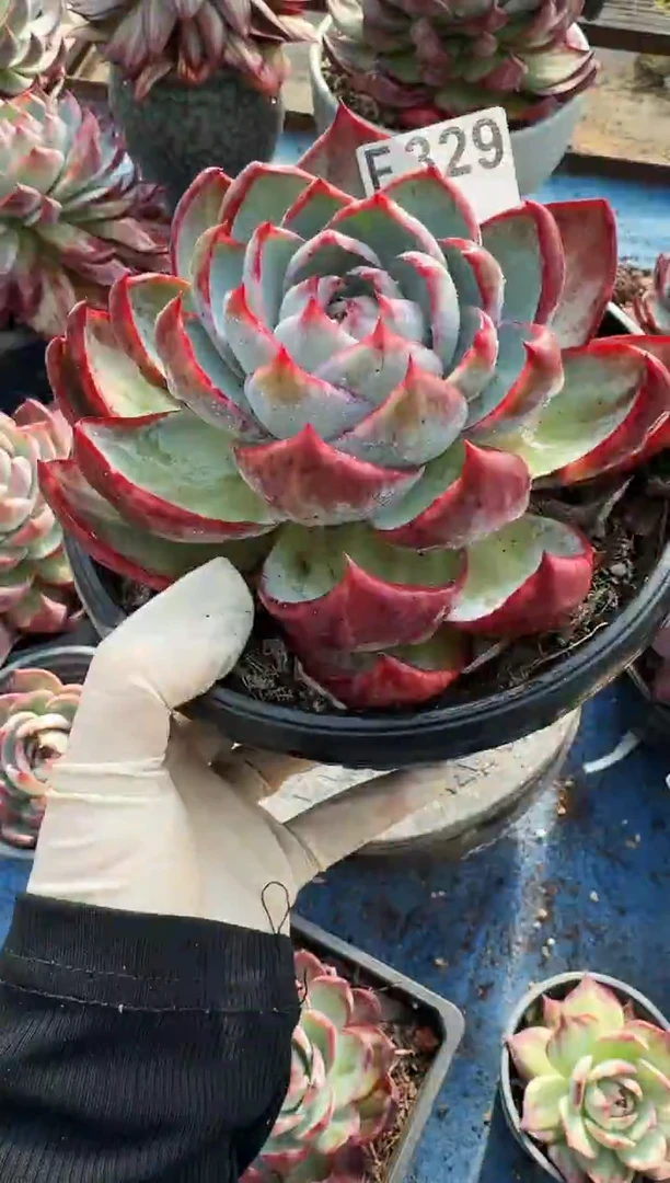 F329惊鸿仙子（裸根发货）（微瑕）