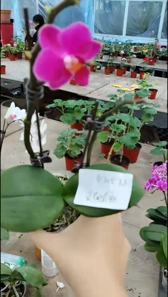 完全开放小仙女 闪购