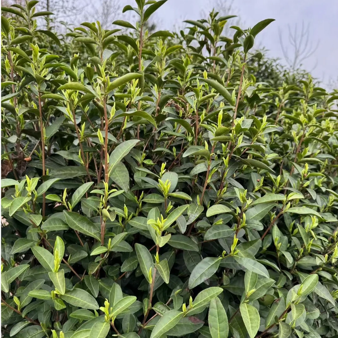 新茶2025年新茶头春头采白茶鲜爽回甘