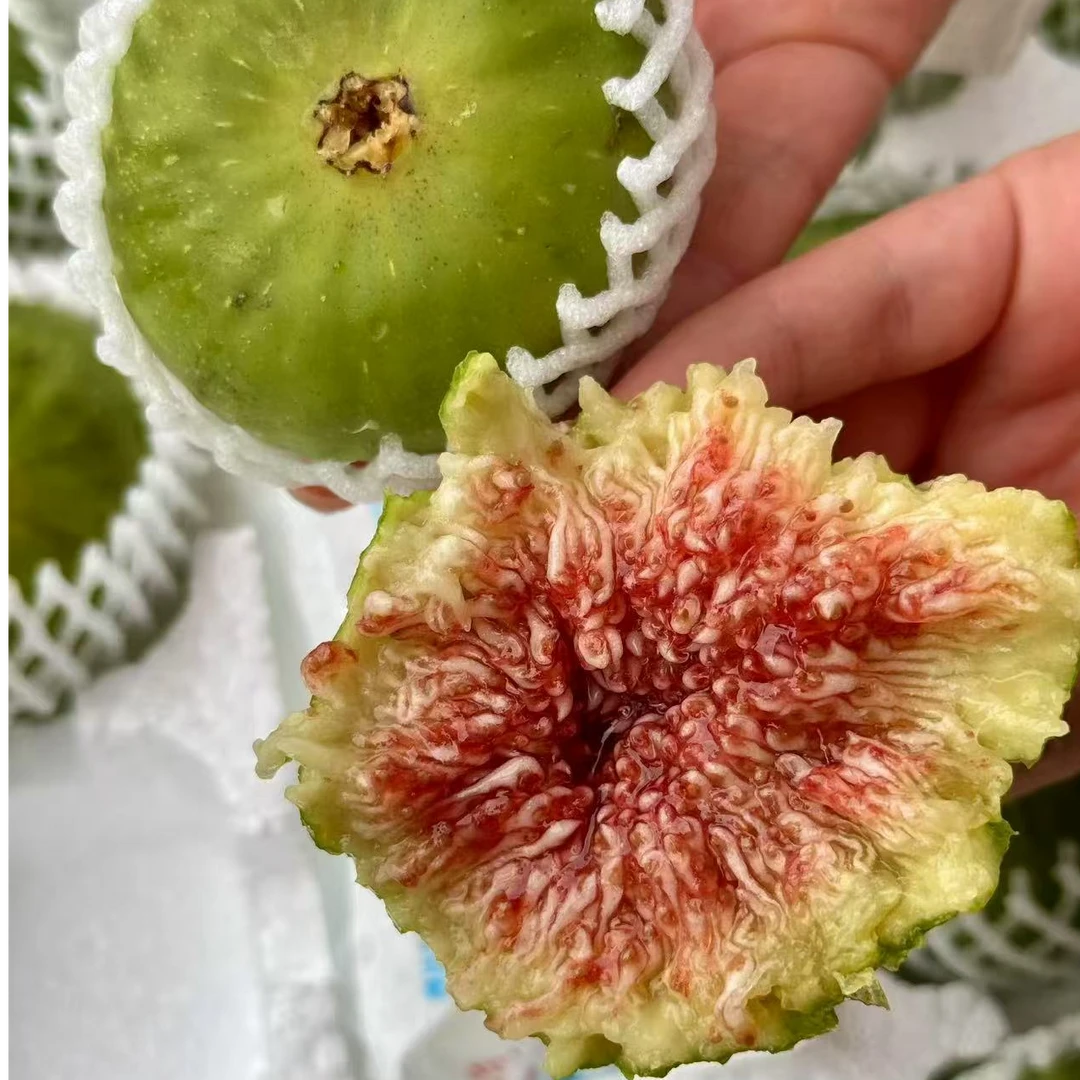 【次日达】山东威海【青皮无花果水果】自然成熟流蜜香甜【净重2-3斤】大果无花果【顺丰】