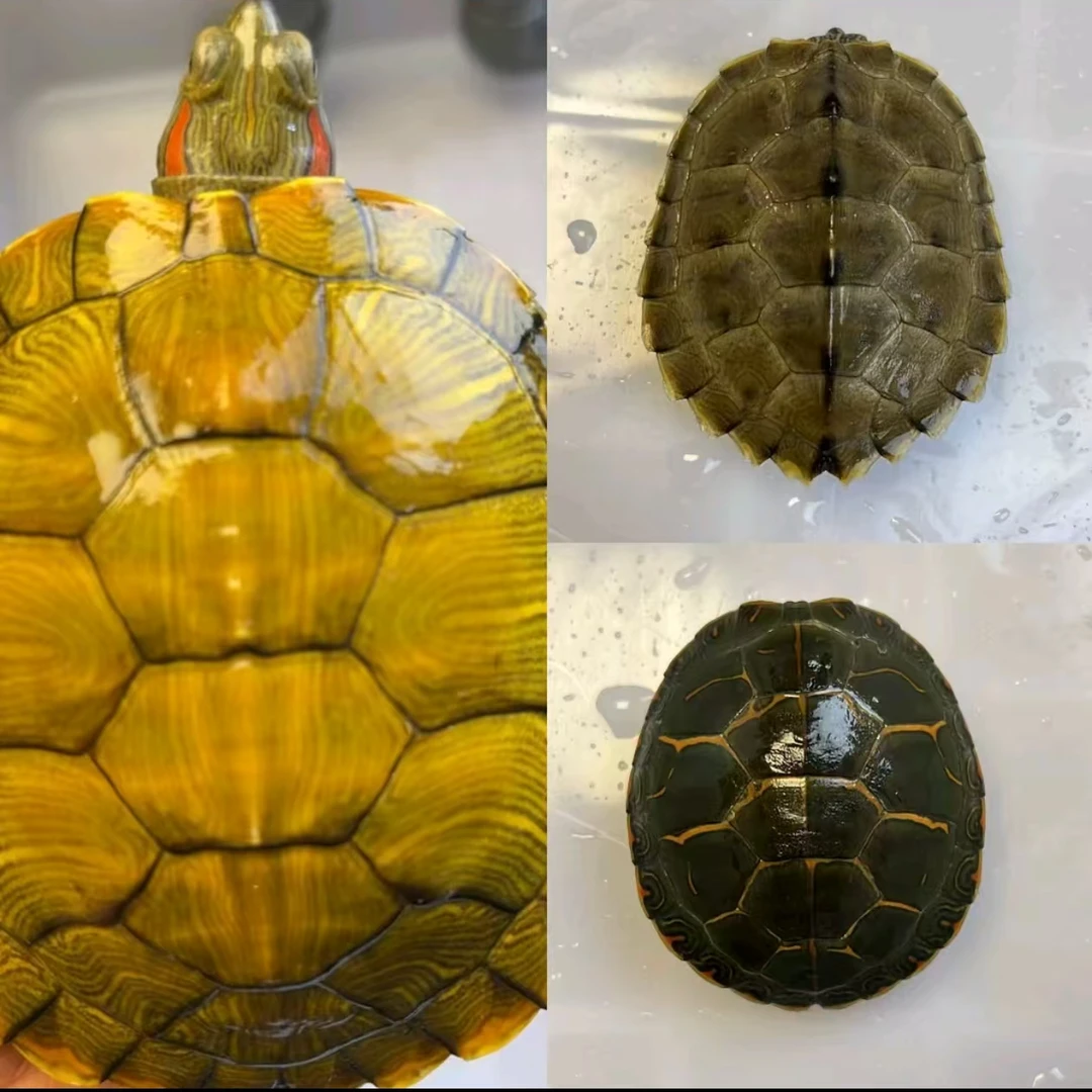 乌龟直播链接 黄耳龟地图龟巴西龟火焰龟花龟等 人工养殖