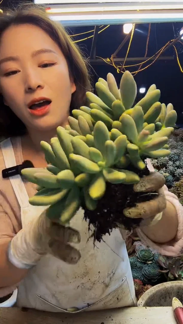 中号糖果美人脱土包邮