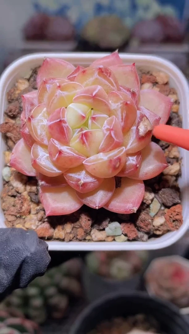 【闪购商品】297钻石珍妮