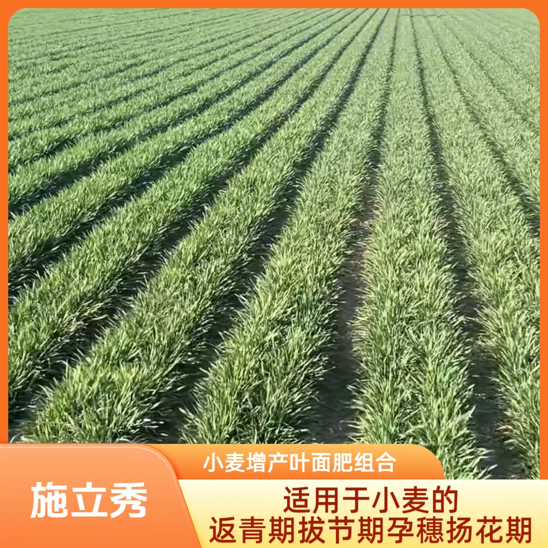 施立秀 小麦增产组合适用于返青期 拔节期 孕穗扬花期叶面肥