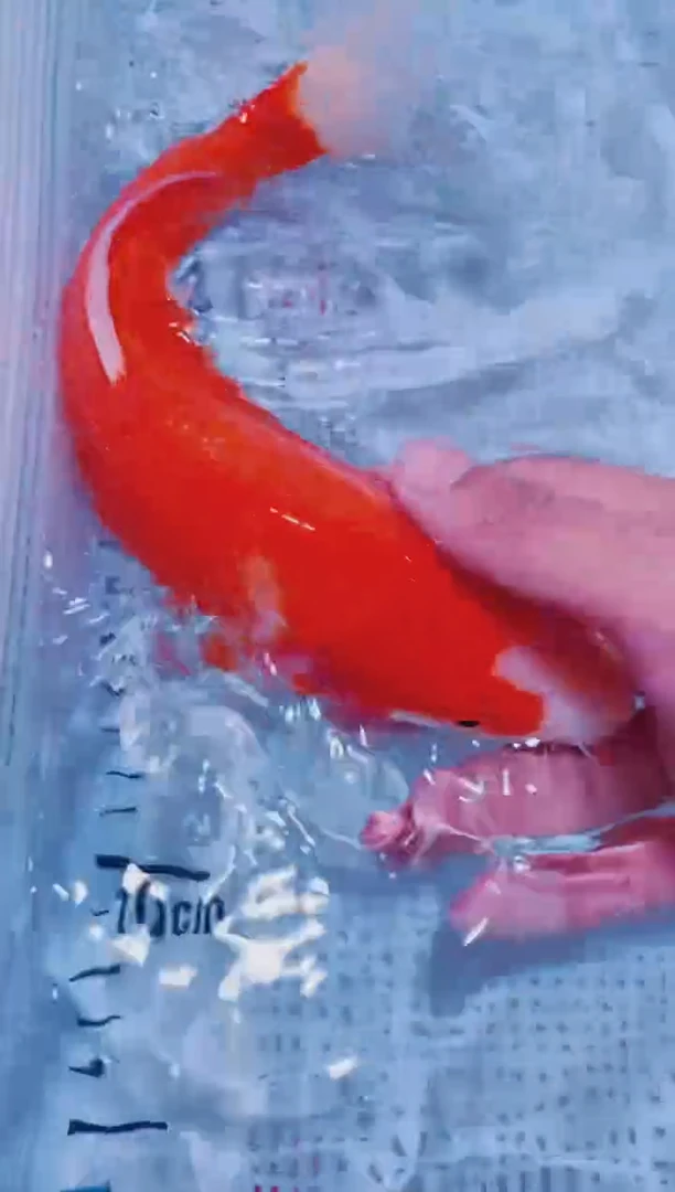 锦鲤血统锦鲤全场包邮25