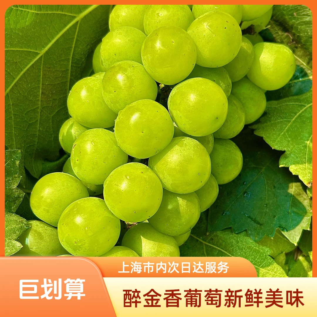 【奶油醉金香葡萄】正宗上海嘉定马陆葡萄【新鲜现采】顺丰包邮 次日送葡萄同城送上海市