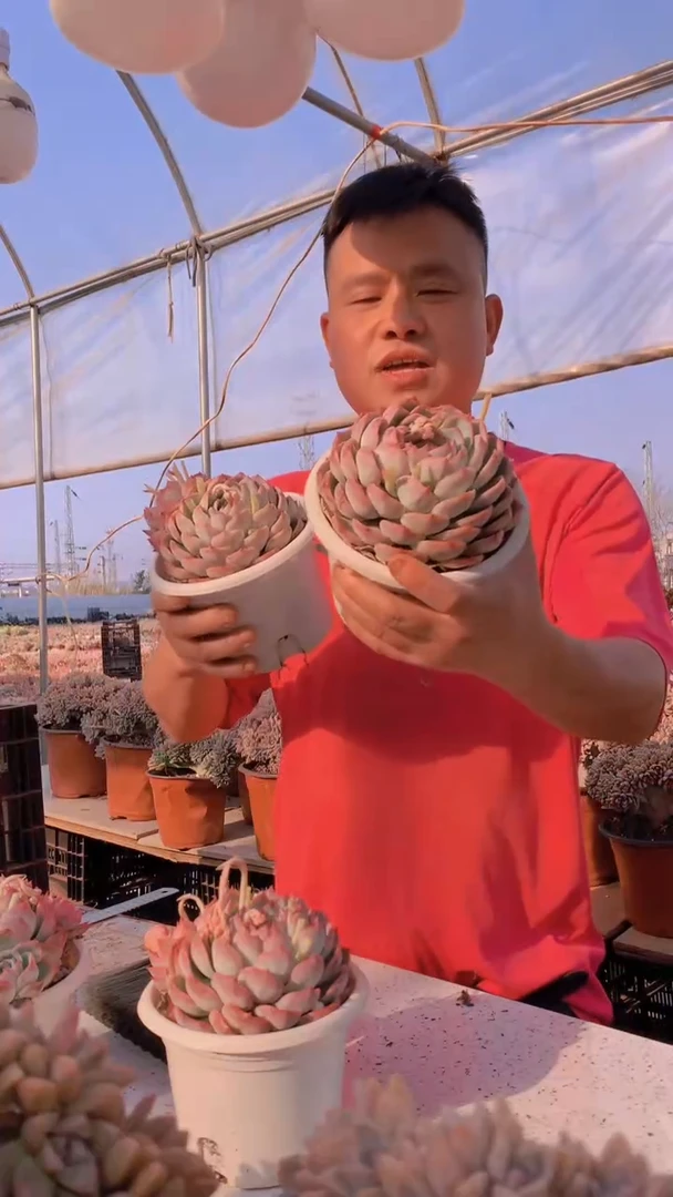 【闪购商品】侧影8.88