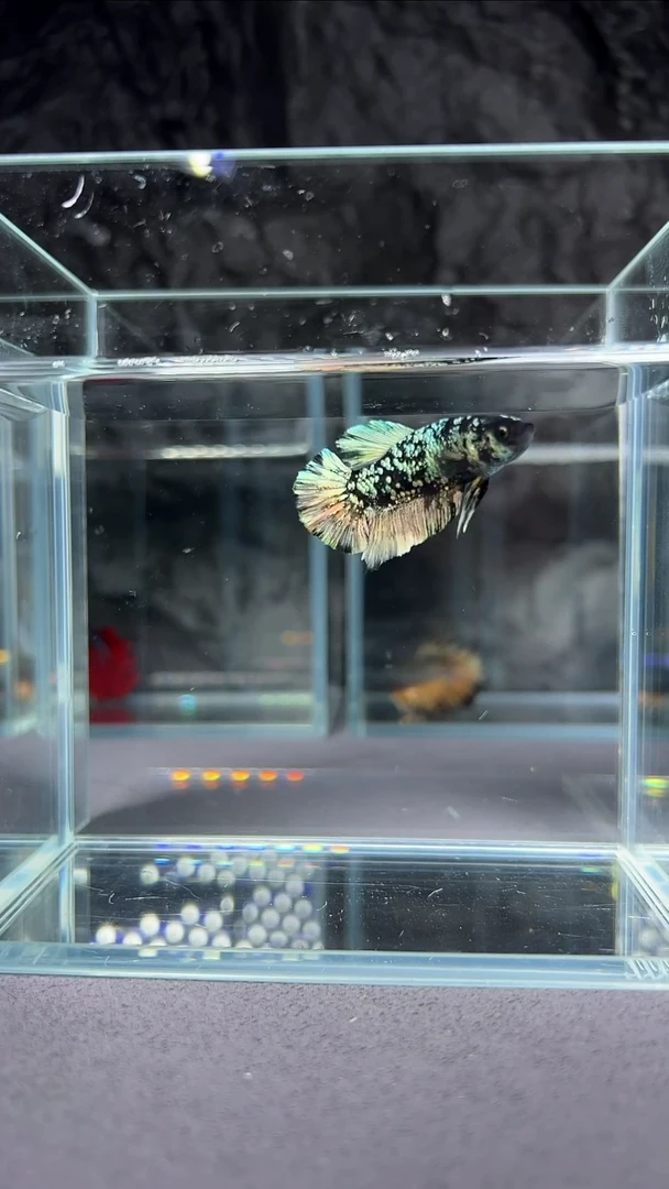 斗鱼斗鱼精品印尼斗鱼【竞拍链接】