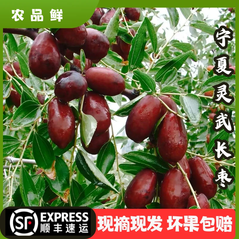 【露天长枣顺丰包邮】宁夏灵武长枣新鲜水果当季现摘脆甜多汁皮薄