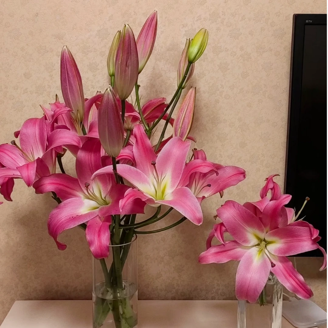 （竞争）香水百合东北鲜花基地家用直发鲜切花