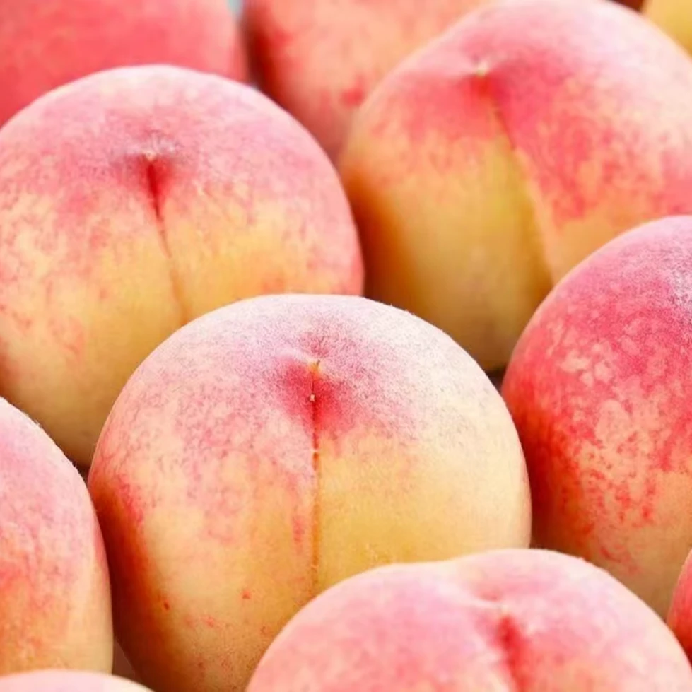 陕西新鲜应季水蜜桃带箱5斤脆桃毛桃露天种植现摘现发软硬两吃