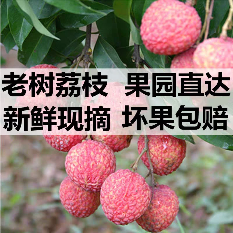 《顺丰空运》广西老树白糖罂荔枝新鲜现摘核小肉厚多汁当季水果