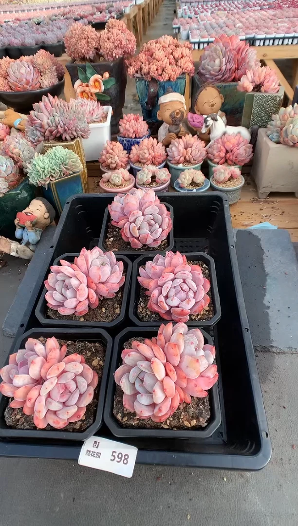 【闪购商品】598蒙克量拍