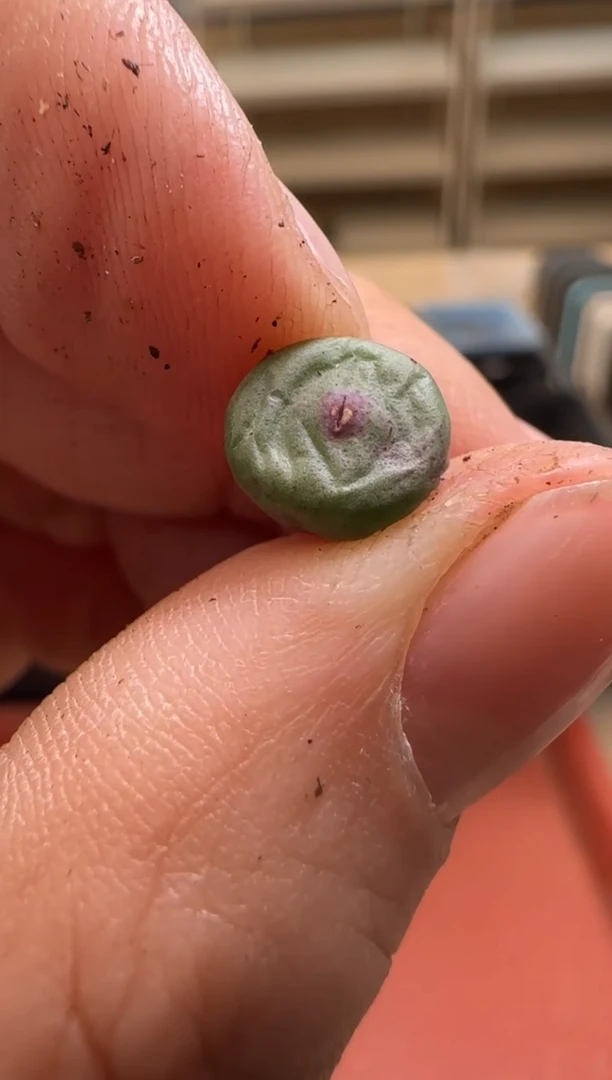 【闪购商品】13-124