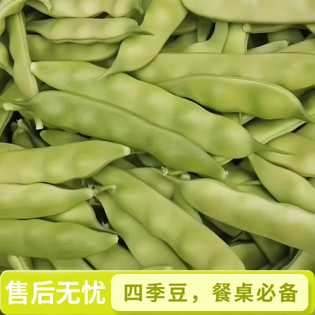 东北吉林梨树九月青油豆角新鲜采摘现摘现发