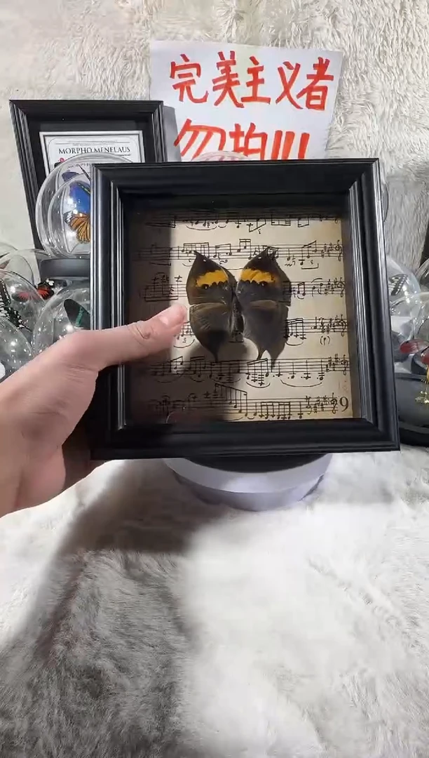 枯叶蛱蝶艺术宽相框