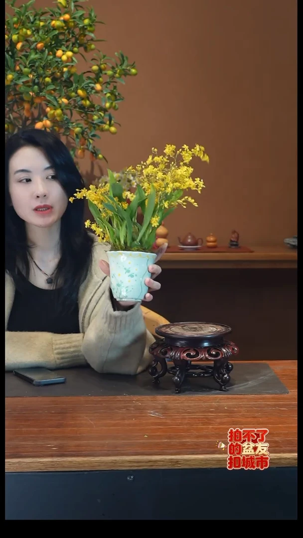 全部花朵黄梦香盆景盆景