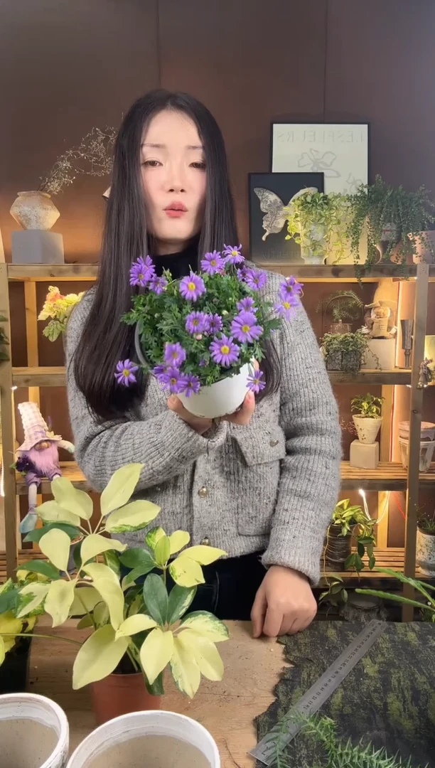 以实际为准120姬小菊育苗盆