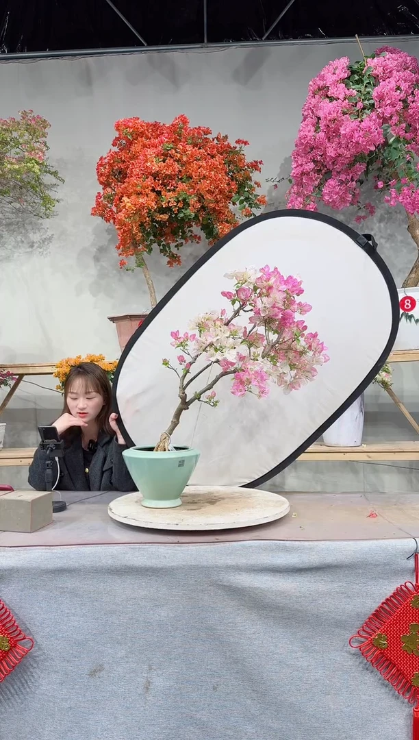 【闪购商品】盆景三角梅