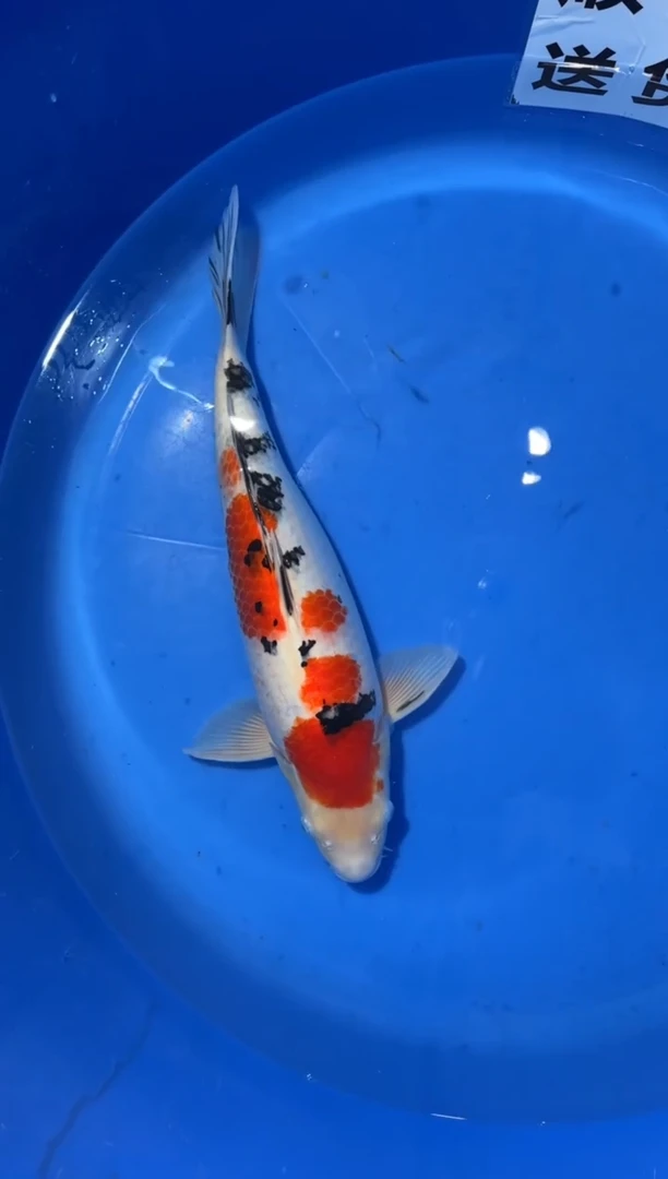锦鲤精品锦鲤一尾