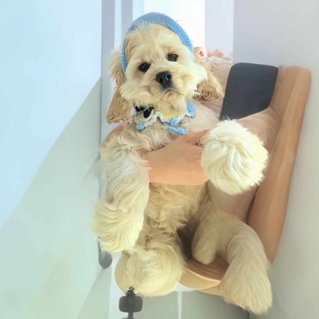 【萌宠可卡乐园】精品美卡狗狗