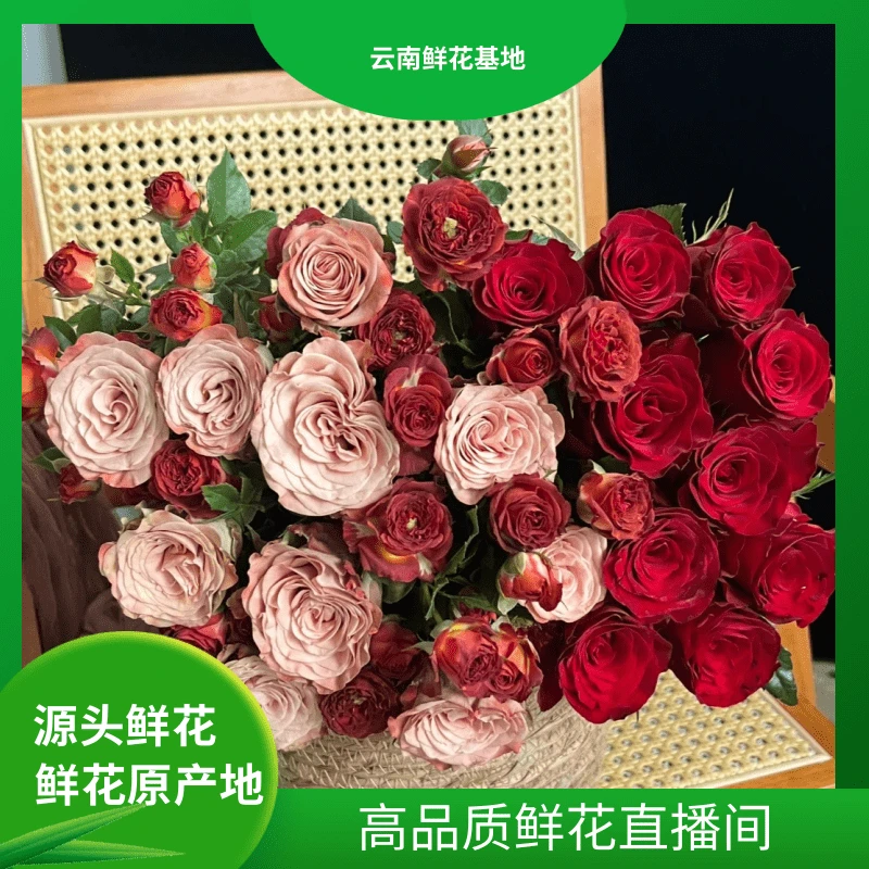 情人节礼物【卡布+红玫瑰】云南鲜花两单鲜花升级冷链或空运到家